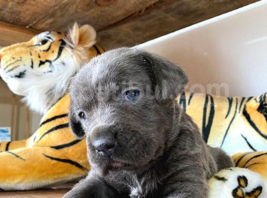 Blue Cane Corso Irk Garanti̇li̇ Tesli̇m görsel