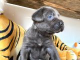 Blue Cane Corso Irk Garanti̇li̇ Tesli̇m