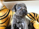 Blue Cane Corso Irk Garanti̇li̇ Tesli̇m