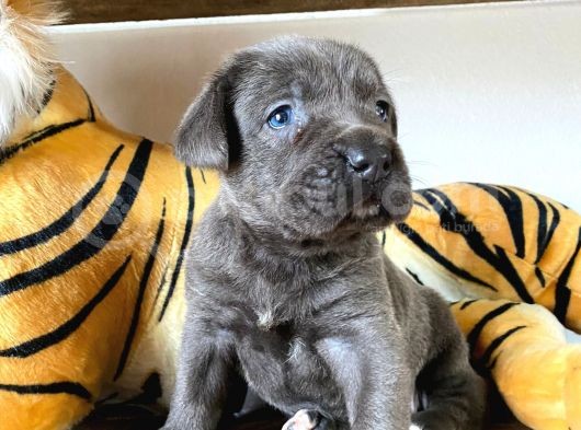 Blue Cane Corso Irk Garanti̇li̇ Tesli̇m