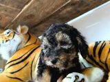 Si̇lver Poodle Irk Garanti̇li̇