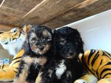 Si̇lver Poodle Irk Garanti̇li̇