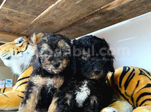 Si̇lver Poodle Irk Garanti̇li̇ görsel