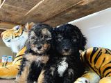 Si̇lver Poodle Irk Garanti̇li̇