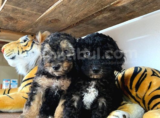 Si̇lver Poodle Irk Garanti̇li̇