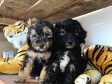 Si̇lver Poodle Irk Garanti̇li̇