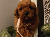 Birbirinden Sevimli Poodle Bebekler