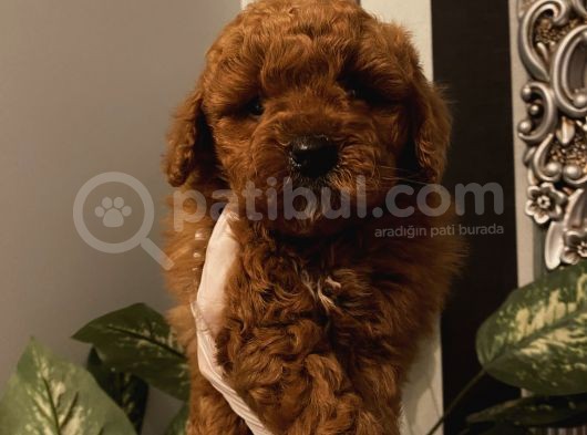 Birbirinden Sevimli Poodle Bebekler görsel