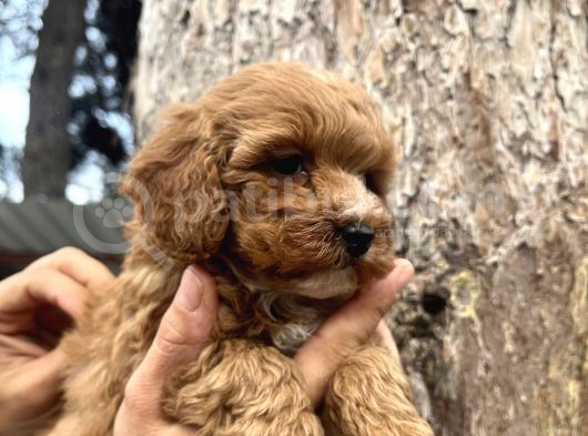 Mükemmel Maltipoo Yavrularımız görsel