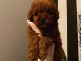 Birbirinden Sevimli Poodle Bebekler
