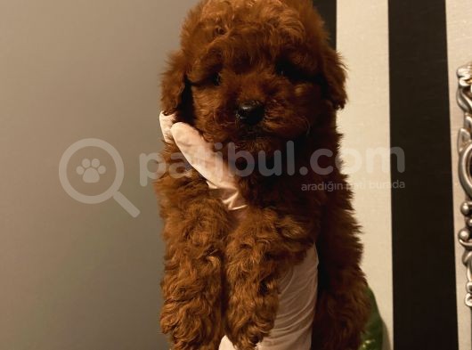 Birbirinden Sevimli Poodle Bebekler görsel