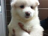 Irk Ve Sağlık Garantili Samoyed Bebeklerimiz