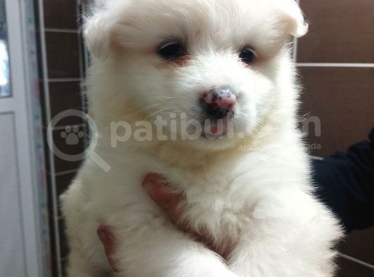 Irk Ve Sağlık Garantili Samoyed Bebeklerimiz görsel