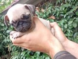 Pug Mops Bebekler 