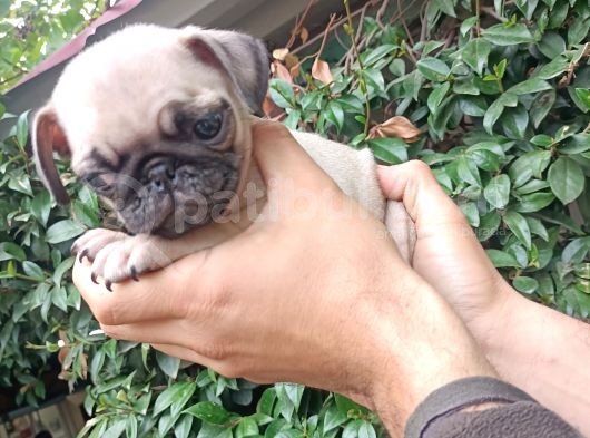 Pug Mops Bebekler  görsel
