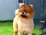 11 Aylık Erkek Pomerani̇an Boo