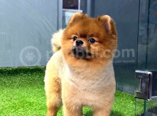 11 Aylık Erkek Pomerani̇an Boo