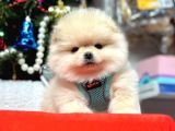 Teddy Face Boo Pomeranian Yavrular