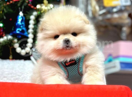 Teddy Face Boo Pomeranian Yavrular