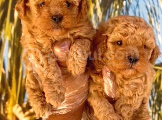 Mükemmel Toy Poodle Yavrularımız Bakırköy görsel