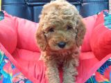 Bebek Yüzlü Toy Poodle Yavrularimiz
