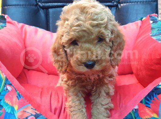 Bebek Yüzlü Toy Poodle Yavrularimiz