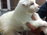 Irk Ve Sağlık Garantili Samoyed Bebeklerimiz