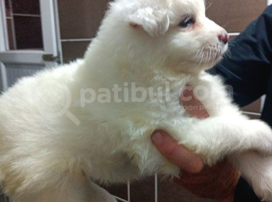 Irk Ve Sağlık Garantili Samoyed Bebeklerimiz görsel