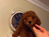 Birbirinden Sevimli Poodle Bebekler
