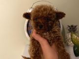 Birbirinden Sevimli Poodle Bebekler