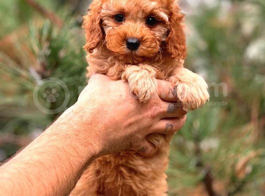 Red Dişi Toy Poodle Bebeği̇mi̇z