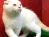 Muhteşem Güzelli̇kte  Scottish Fold Red Point Yavrumuz