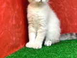 Sifir Kulak Yuvarlak Kafa Lynx Point Scottish Fold Yavrumuz