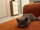 Sağlıklı Yeni Doğmuş Yavrular British Shorthair