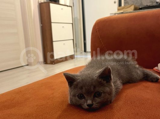 Sağlıklı Yeni Doğmuş Yavrular British Shorthair görsel