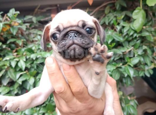 Pug Mops Bebekler  görsel