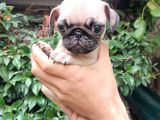 Pug Mops Bebekler 
