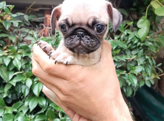 Pug Mops Bebekler  görsel