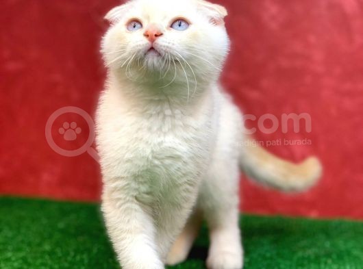 Muhteşem Güzelli̇kte  Scottish Fold Red Point Yavrumuz görsel