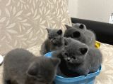 Sağlıklı Yeni Doğmuş Yavrular British Shorthair