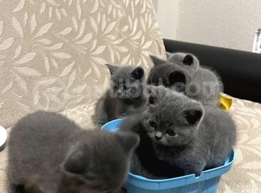 Sağlıklı Yeni Doğmuş Yavrular British Shorthair görsel