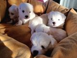 Mini Koy Kar Beyaz Maltese Yavrularımız