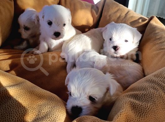 Mini Koy Kar Beyaz Maltese Yavrularımız