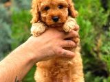 Red Toy Poodle Di̇şi̇ Üst Kali̇te