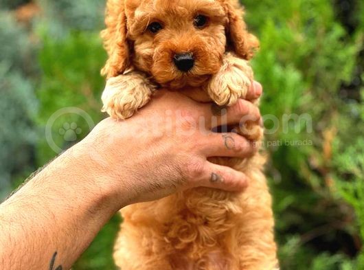 Red Toy Poodle Di̇şi̇ Üst Kali̇te