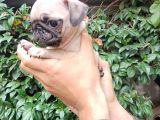 Pug Mops Bebekler 