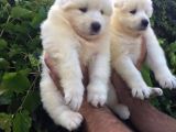 Irk Ve Sağlık Garantili Samoyed Bebeklerimiz