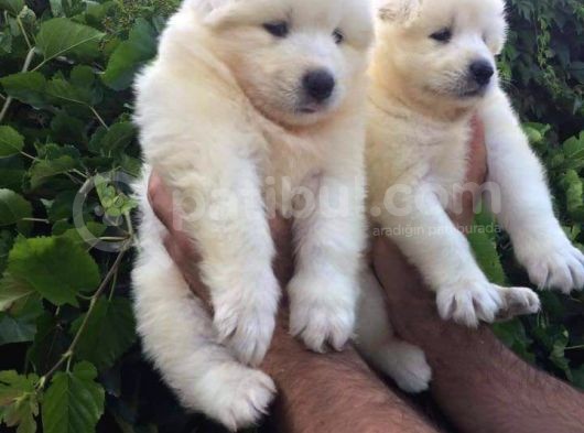 Irk Ve Sağlık Garantili Samoyed Bebeklerimiz görsel