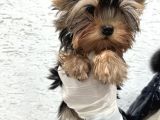 Mini Boy Mükemell Güzellikte Yorkshire Bebekler