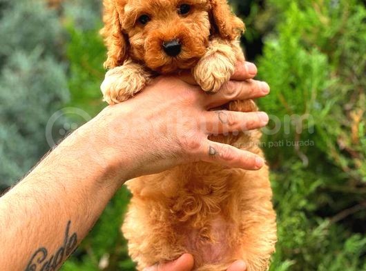 Red Toy Poodle Di̇şi̇ Üst Kali̇te görsel